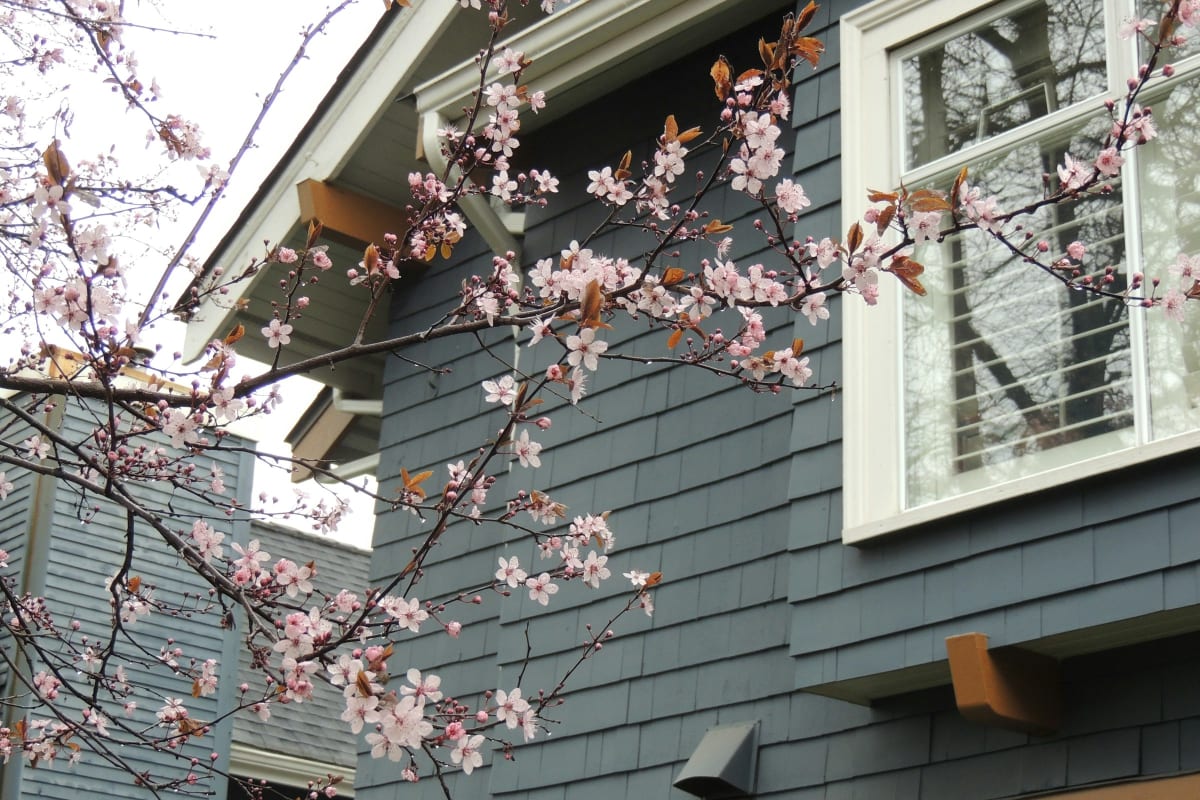 Blue siding with a white window under spring blossoms