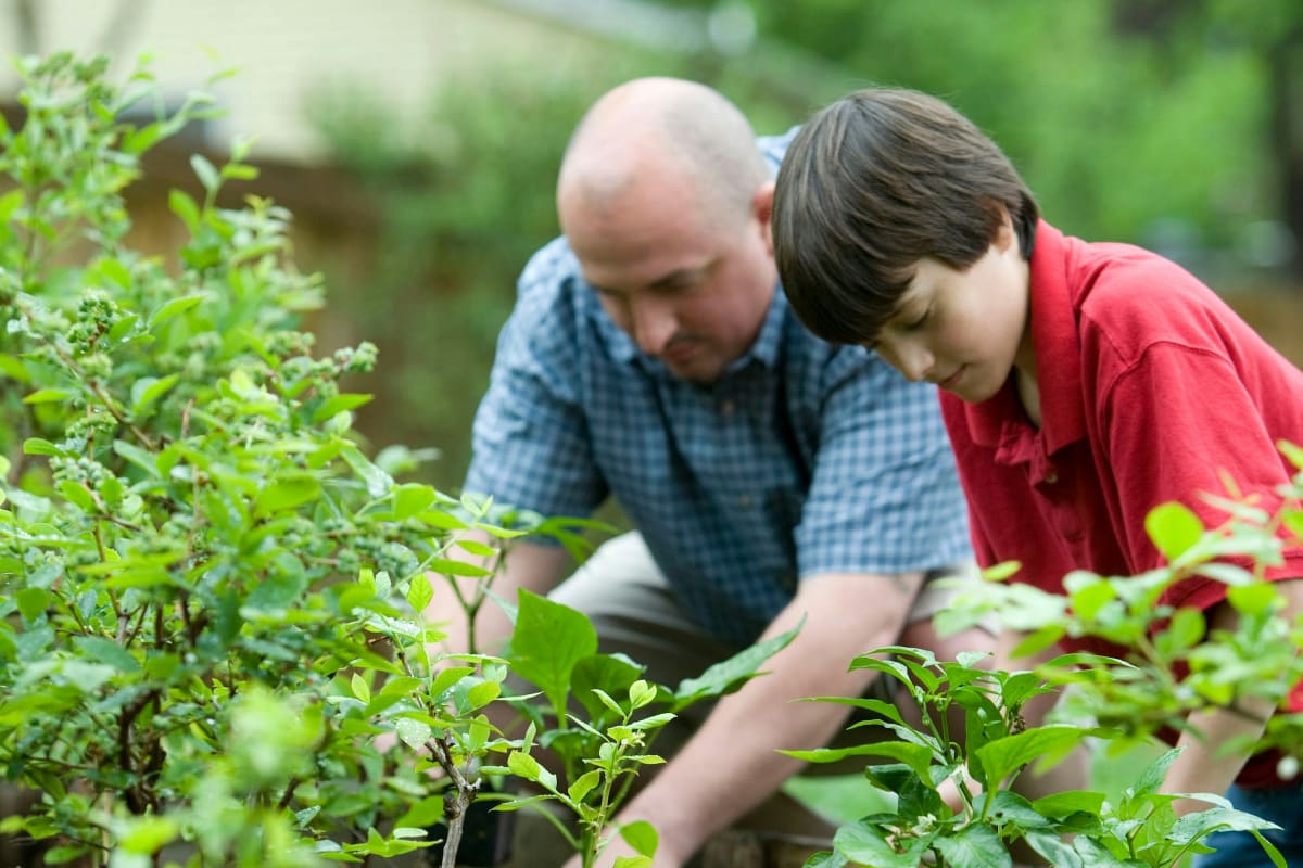 Father and son planting in the garden