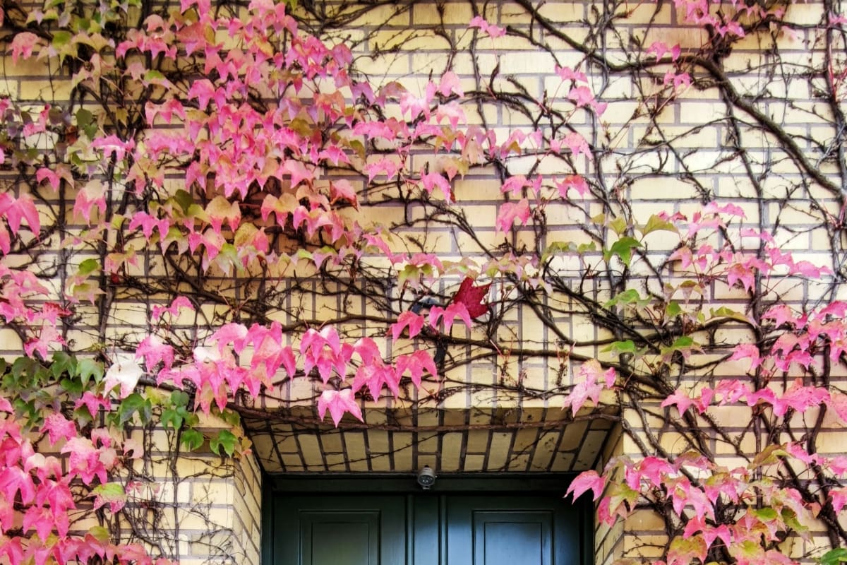 Dark green front door framed by red climbing vines