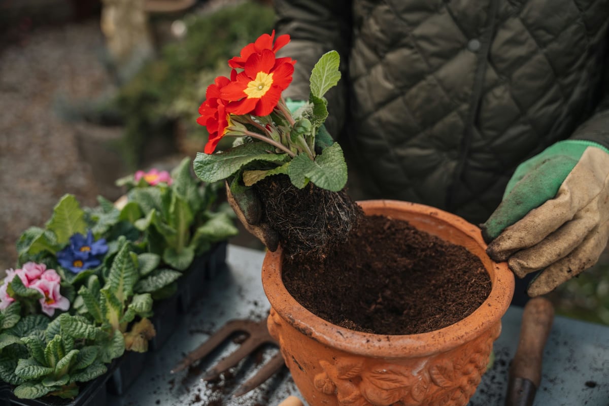 Potting a flowering plant in rich soil