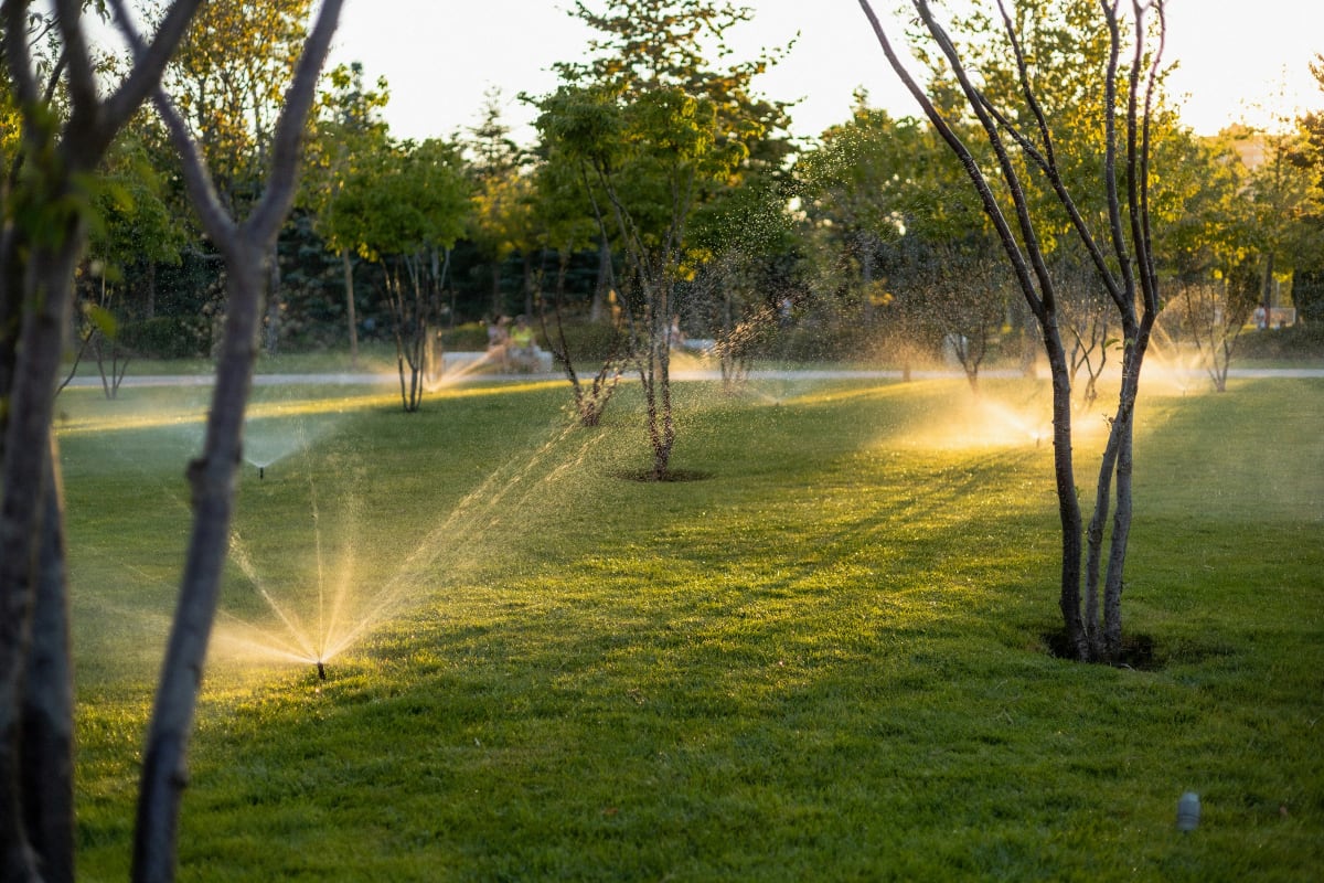Sprinklers watering an orchard at sunset