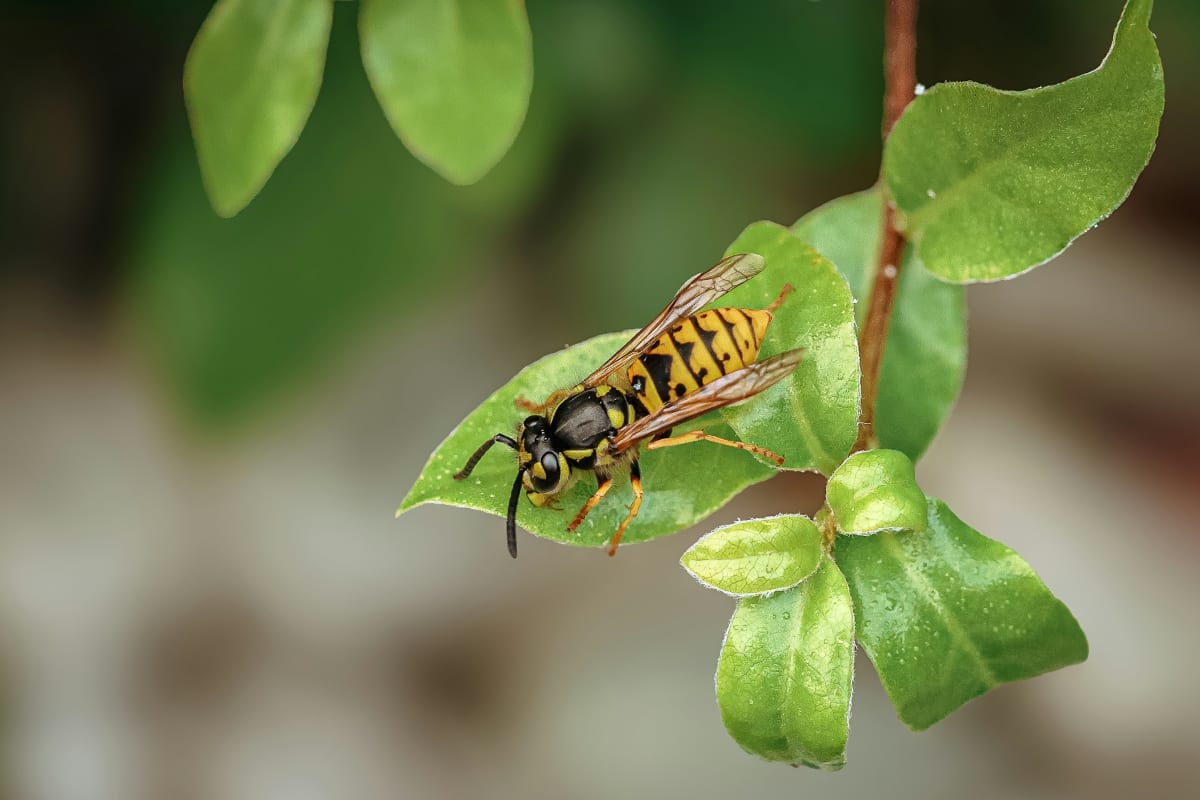 Yellowjacket on a leaf