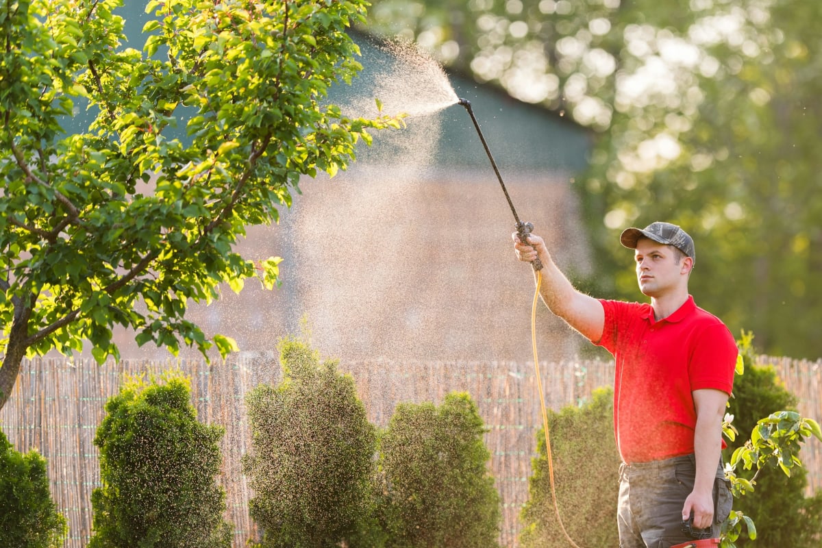 Spraying the yard with a pump sprayer