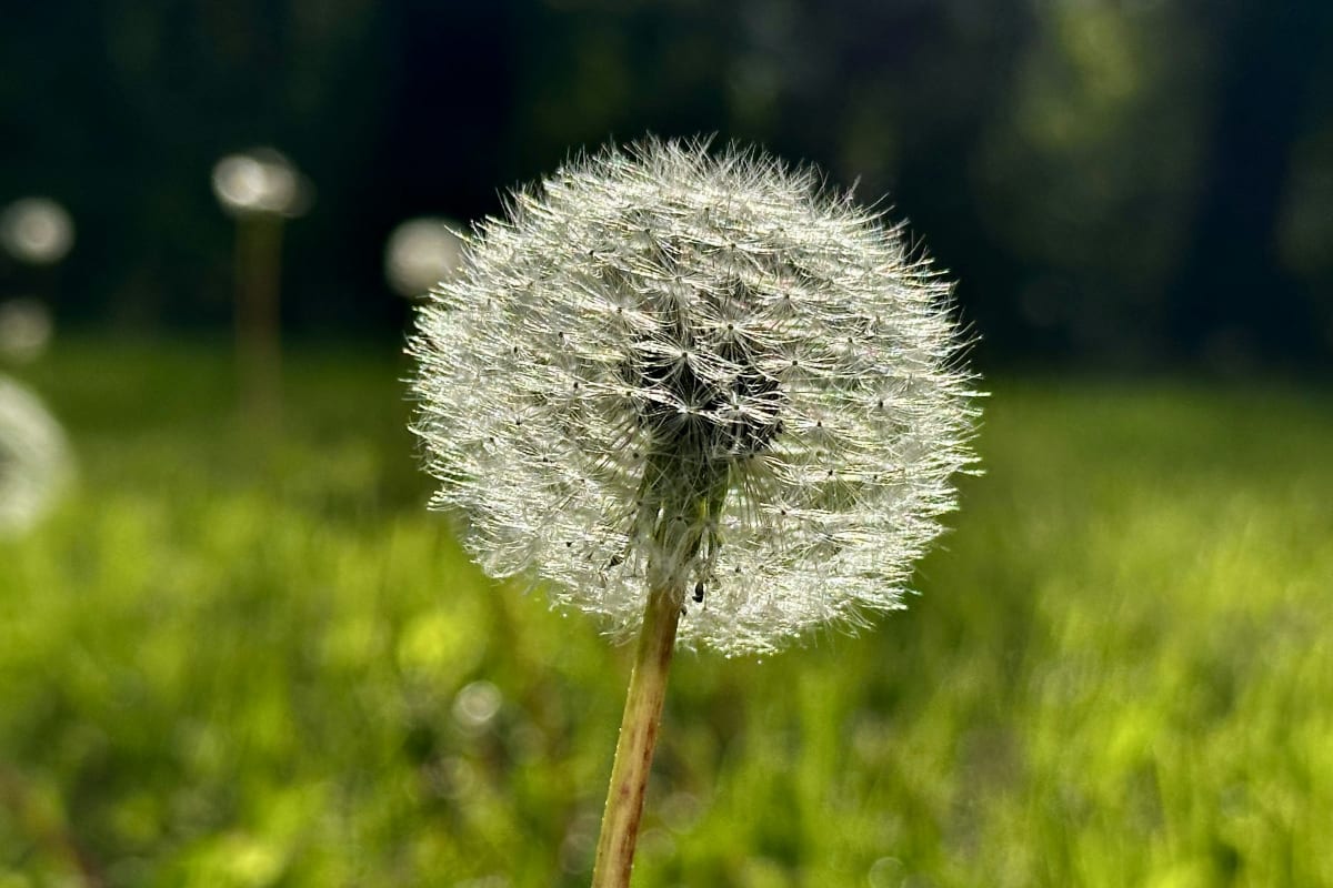Dandelion gone to seed in the lawn