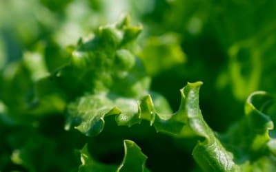 Is Your Diet Short on Magnesium?