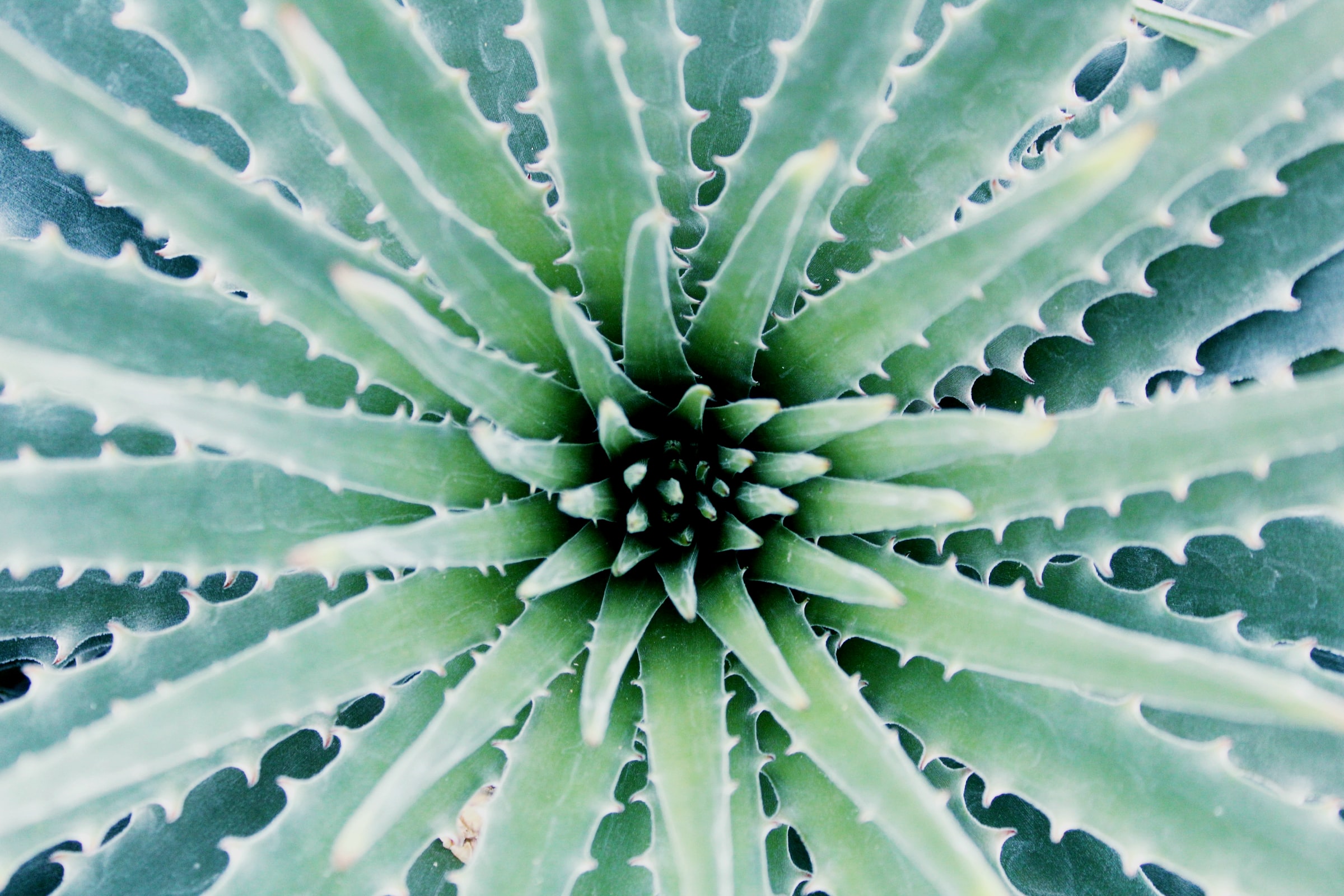Aloe Vera plant (photo by Olesia Misty on Unsplash)