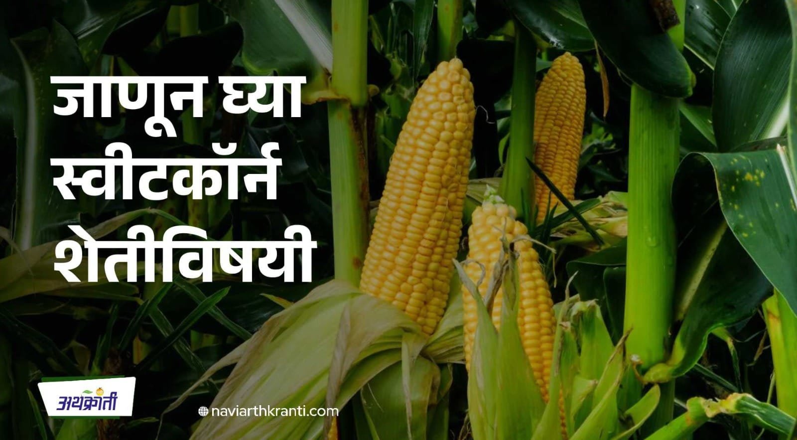 जाणून घ्या स्वीटकॉर्न शेतीविषयी संपूर्ण माहिती