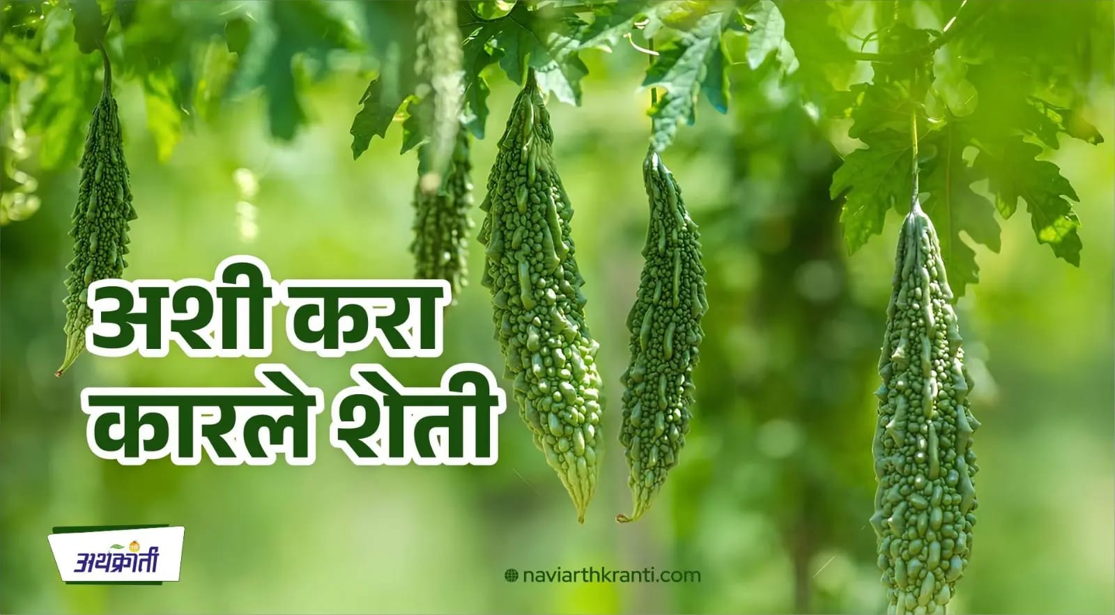 अशी करा कारले शेती
