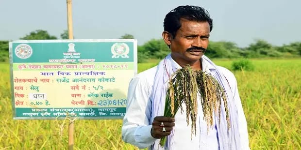 ‘ब्लॅक राईस’ उत्पादनाचा राज्यातील पहिलाच प्रयोग यशस्वी.