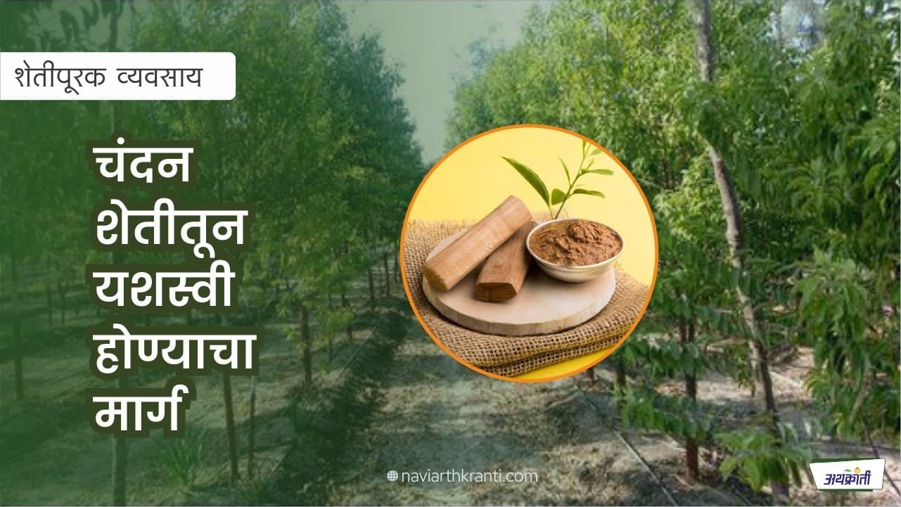 जाणून घ्या चंदन शेतीविषयी संपूर्ण माहिती