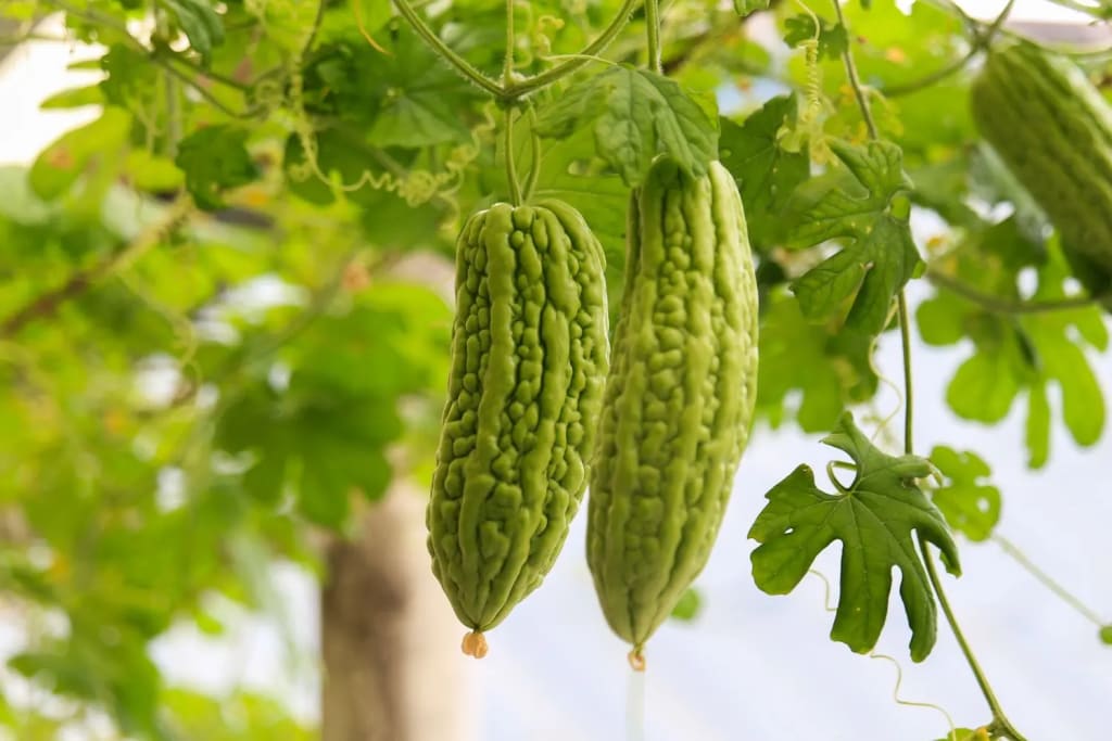 karela-vegetable