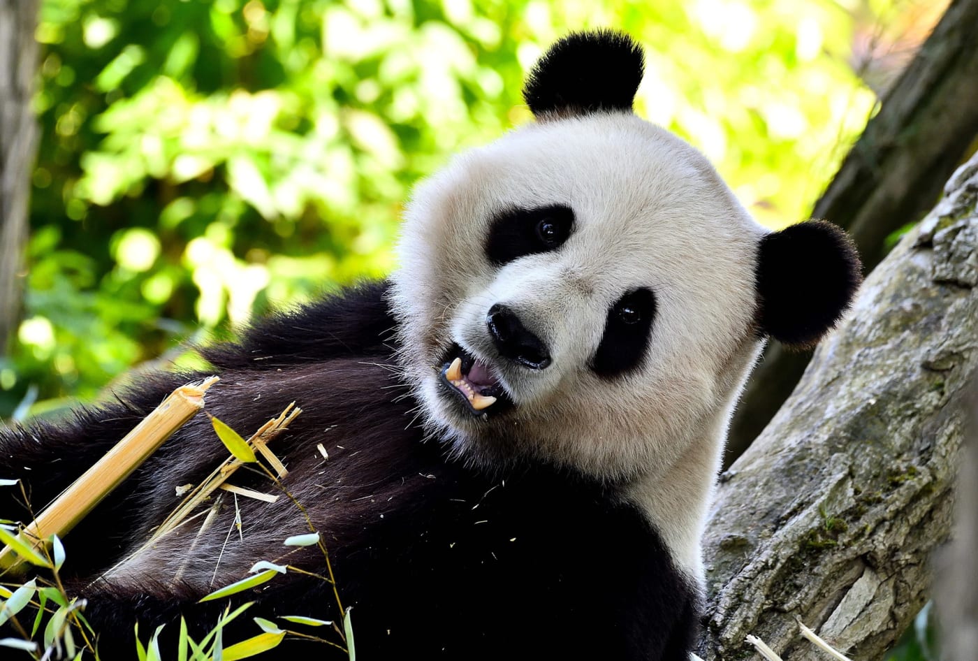 Ein Großer Panda frisst Bambus, an einen Baumstamm gelehnt, im Reich der Mitte von Pairi Daiza