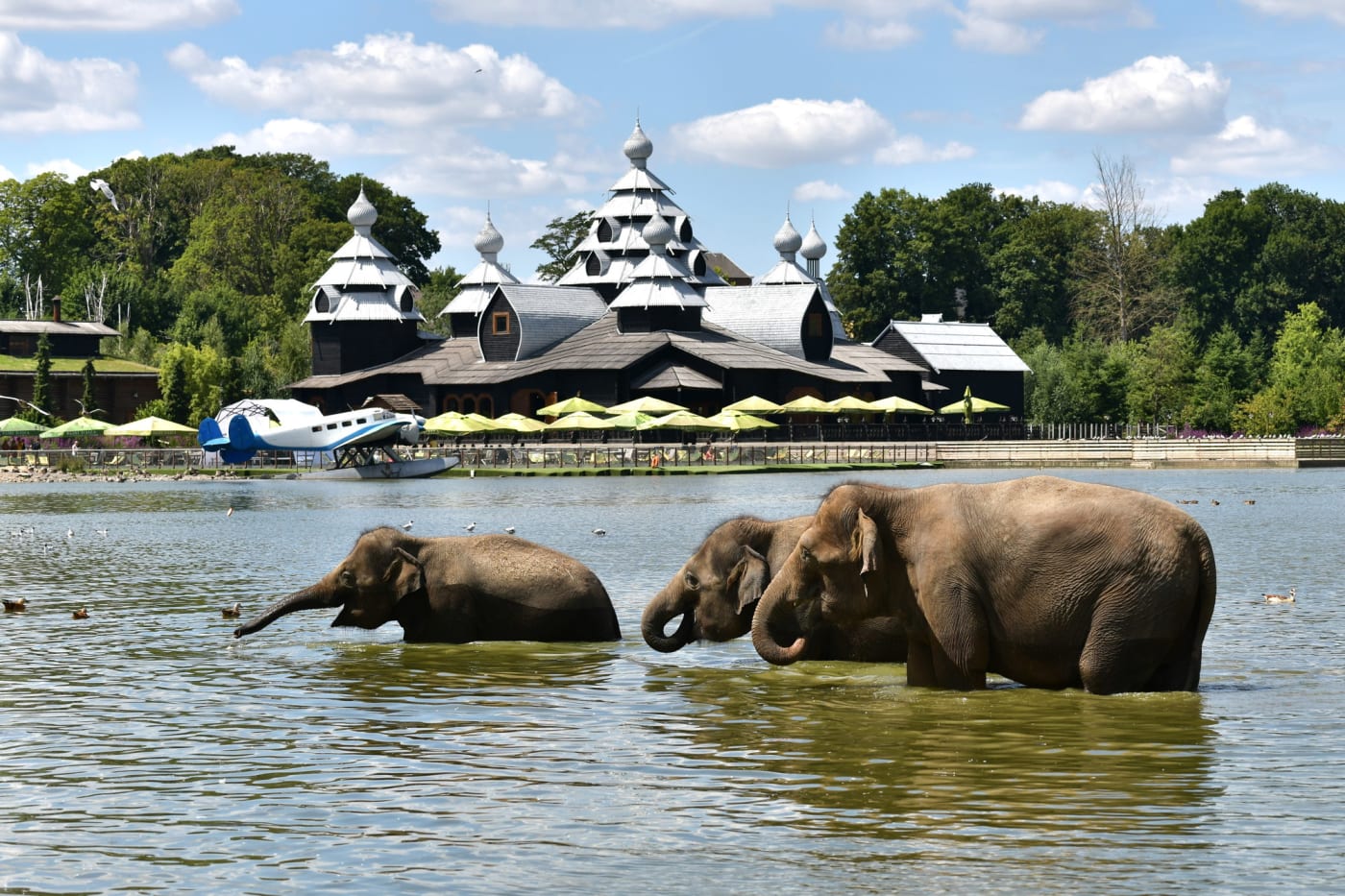 Drei Asiatische Elefanten baden im See von Pairi Daiza vor einem Holzgebäude im russischen Stil