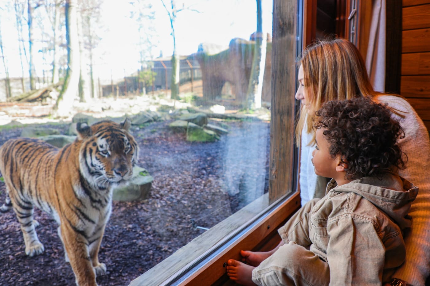 Eine Mutter und ihr Kind beobachten einen Sibirischen Tiger durch das Fenster eines Zimmers im Tiger House