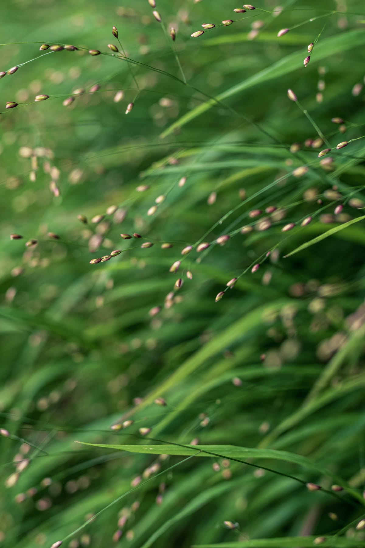 Fine grasses drift through a sea of green, their tiny seed heads catching the light. A quiet study in movement, softness and the beauty of things easily passed by.