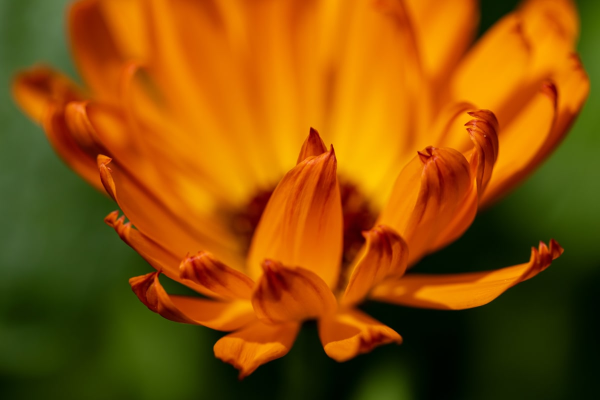 Sunlight catches the petals so intensely they seem to glow from within.
For a moment, a flower becomes something wilder.