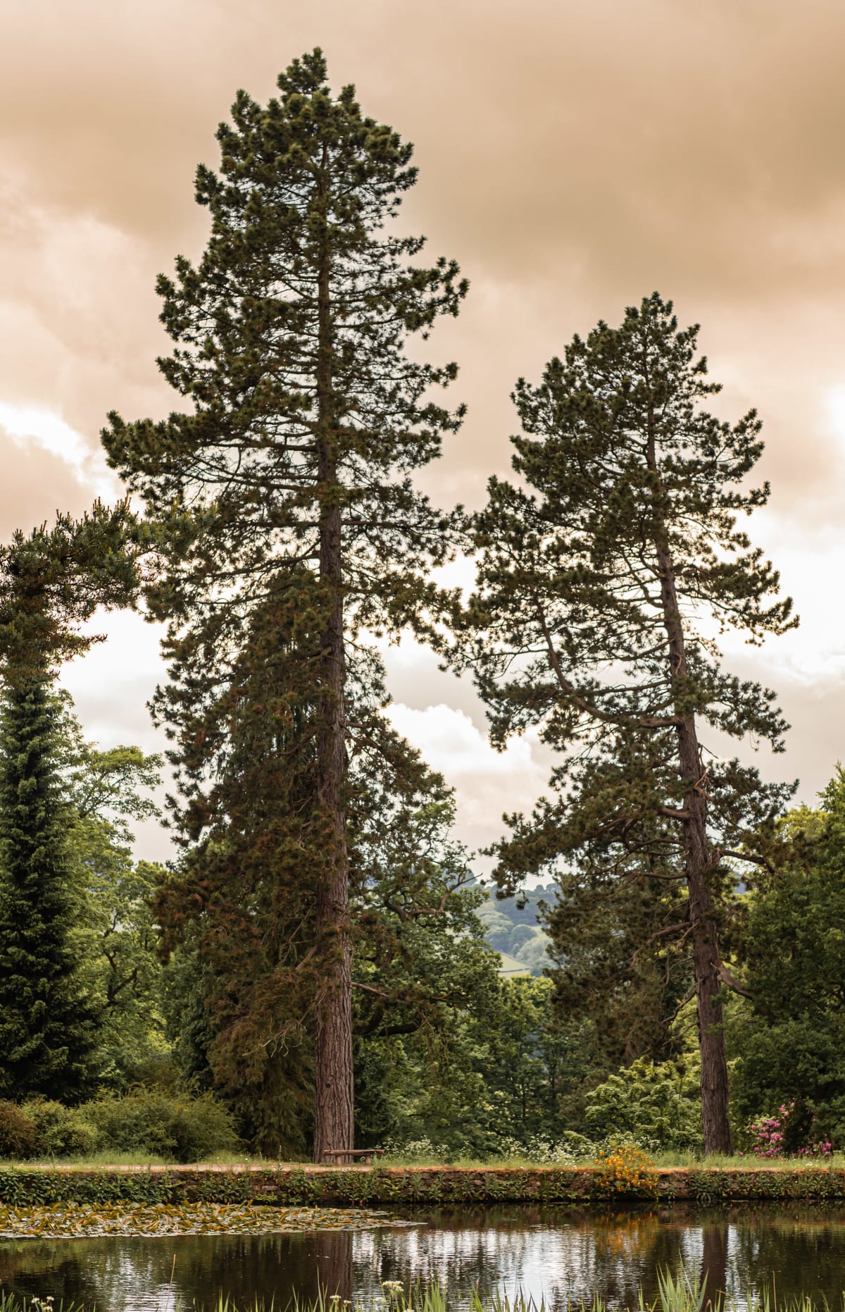 Two towering trees rise above a quiet garden, reflected in the still water below. A place that feels both grand and deeply peaceful.