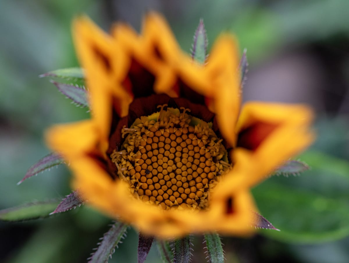 A closer look at the intricate heart of a flower, framed by a blur of golden petals. Sometimes the smallest details are the ones that hold you longest.