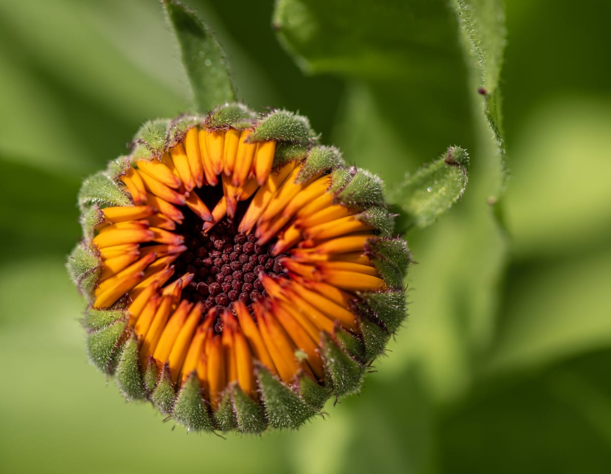 Caught between bud and bloom, this flower holds all the quiet tension of becoming. A small reminder that beauty doesn’t only live in the finished thing.