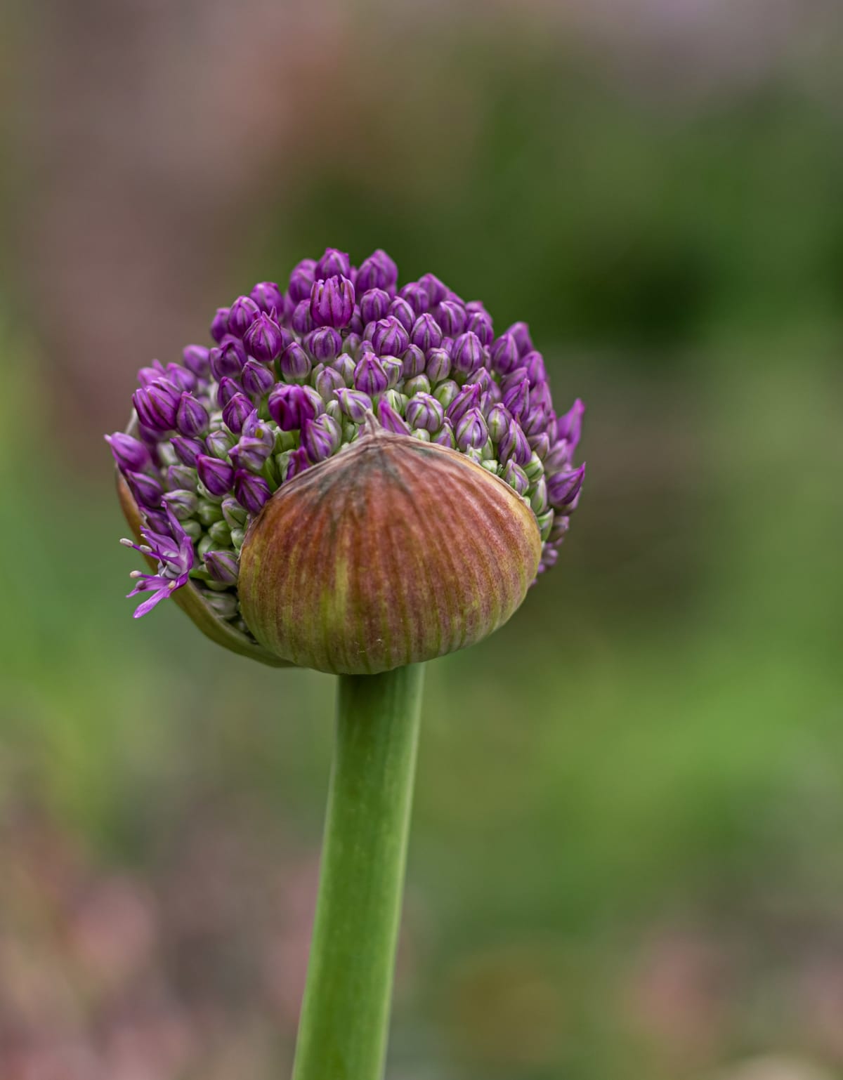 A flower caught in the quiet moment before full bloom, its violet buds still gathered close. There’s beauty in the anticipation as much as the opening.