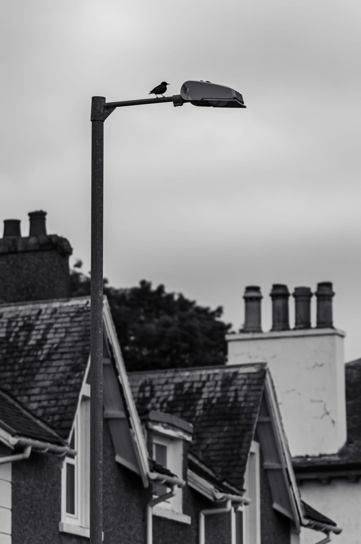 A lone bird pauses above the rooftops, keeping watch from an unlikely perch. A small, quiet moment hidden in the everyday.
