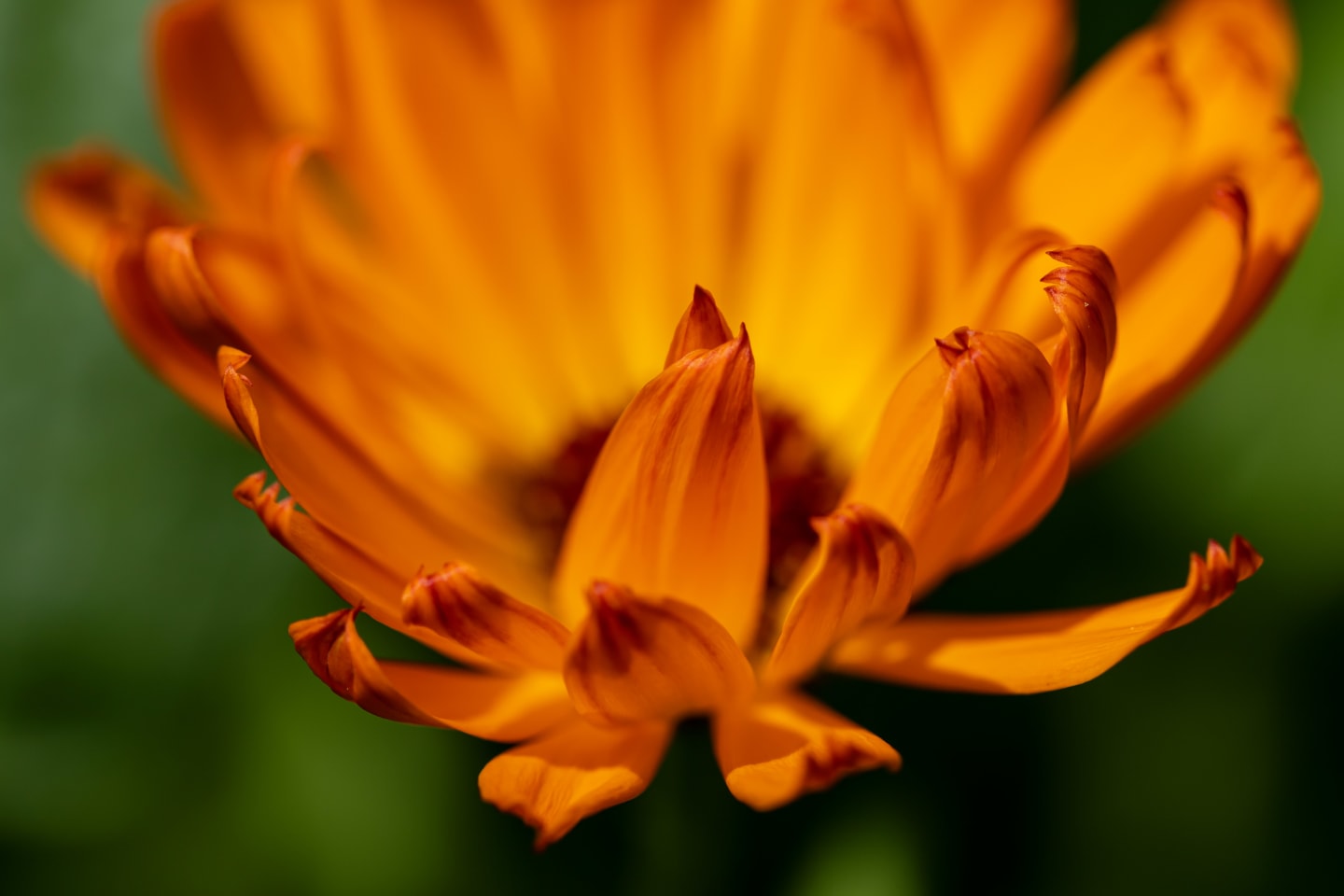 Sunlight catches the petals so intensely they seem to glow from within.
For a moment, a flower becomes something wilder.