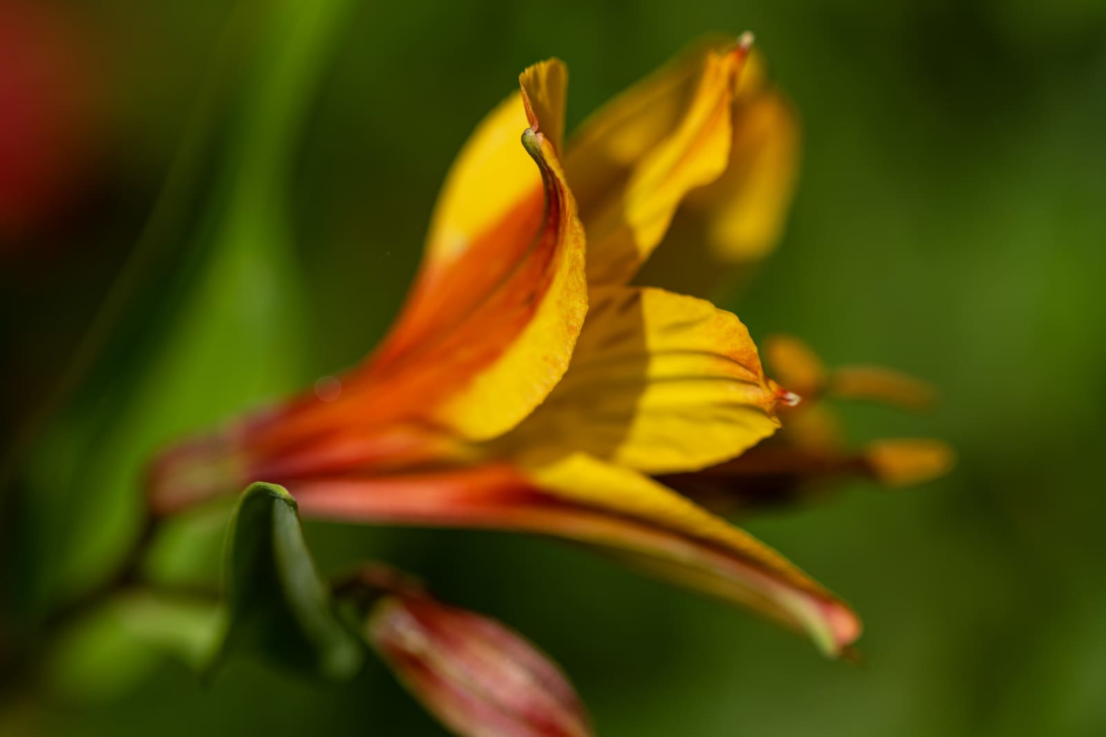 Petals unfurl into the warmth, catching light along every curve and edge. A quiet moment of opening, movement and colour.