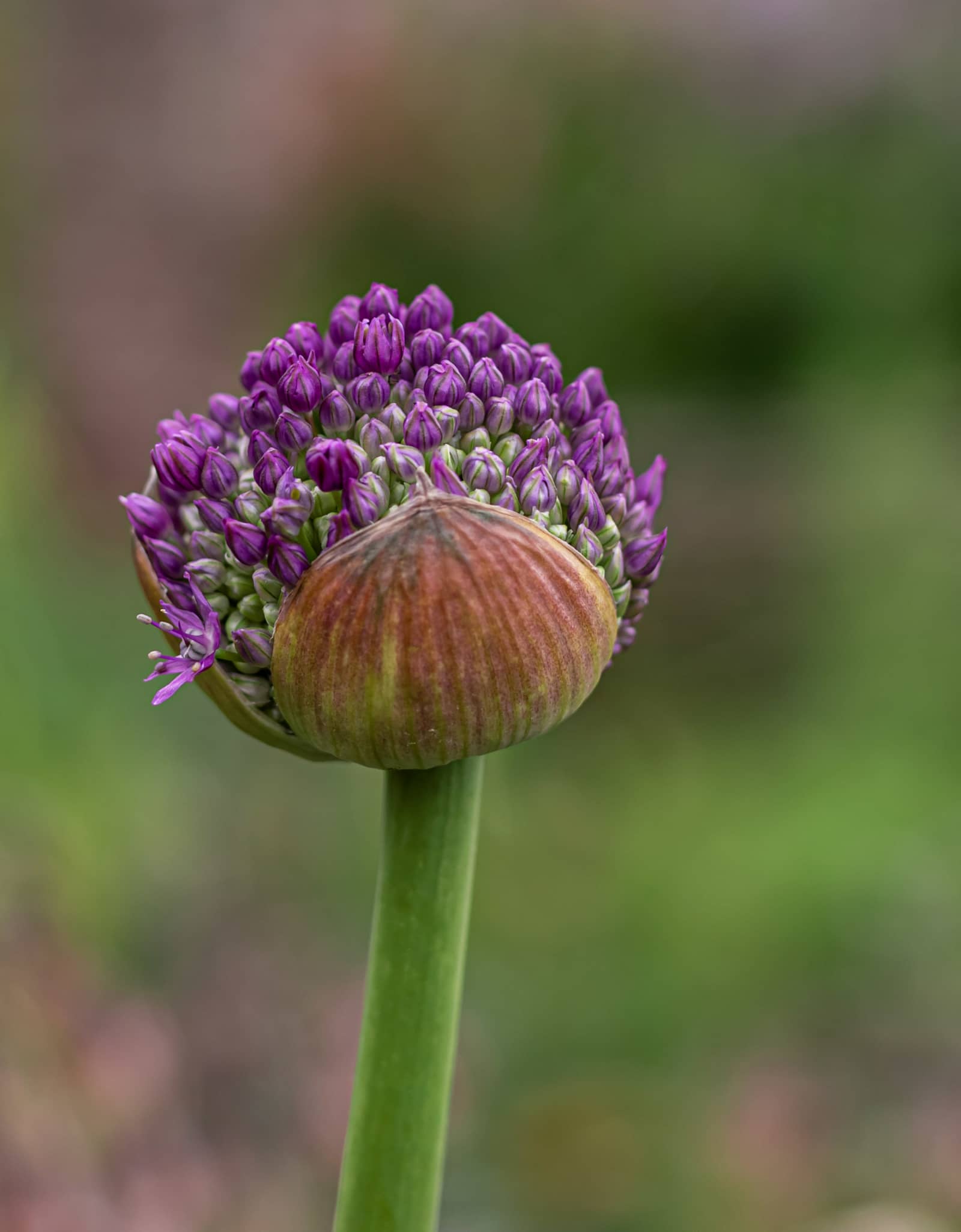 A flower caught in the quiet moment before full bloom, its violet buds still gathered close. There’s beauty in the anticipation as much as the opening.