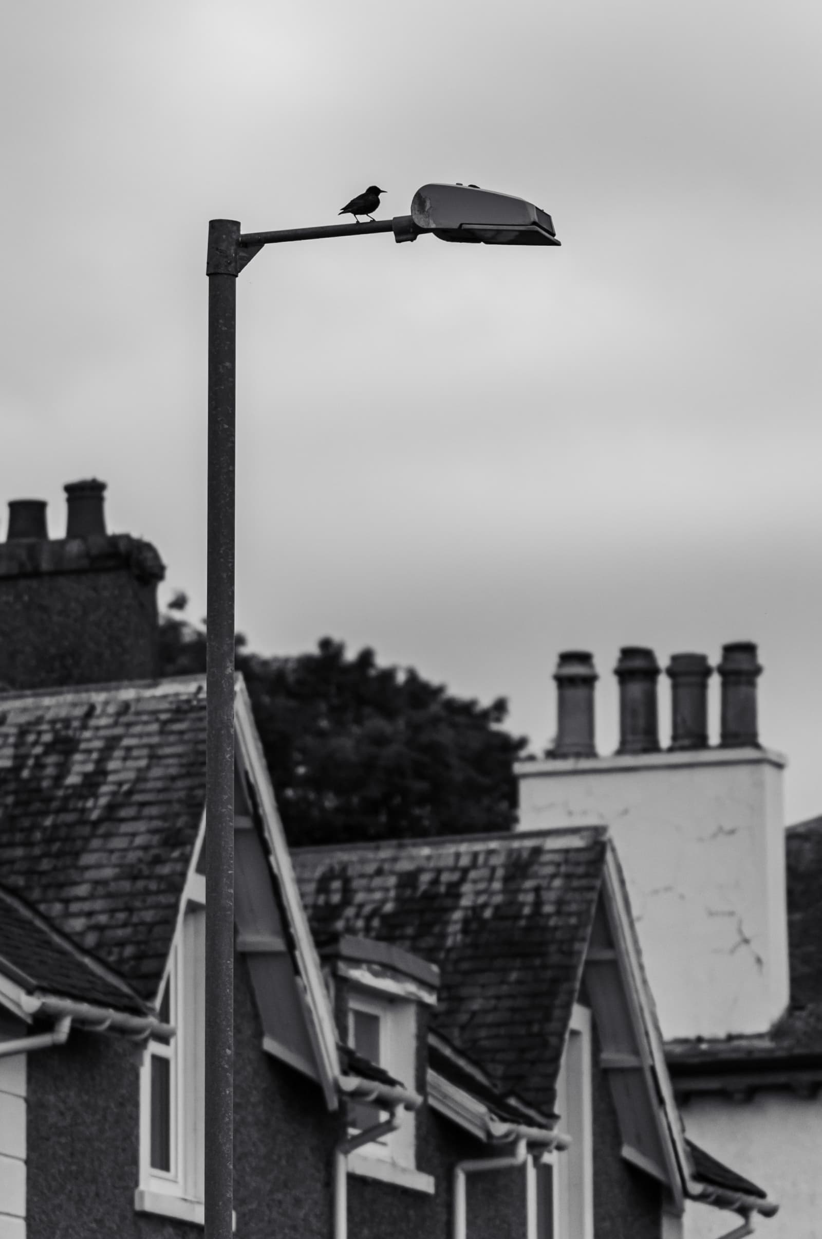 A lone bird pauses above the rooftops, keeping watch from an unlikely perch. A small, quiet moment hidden in the everyday.