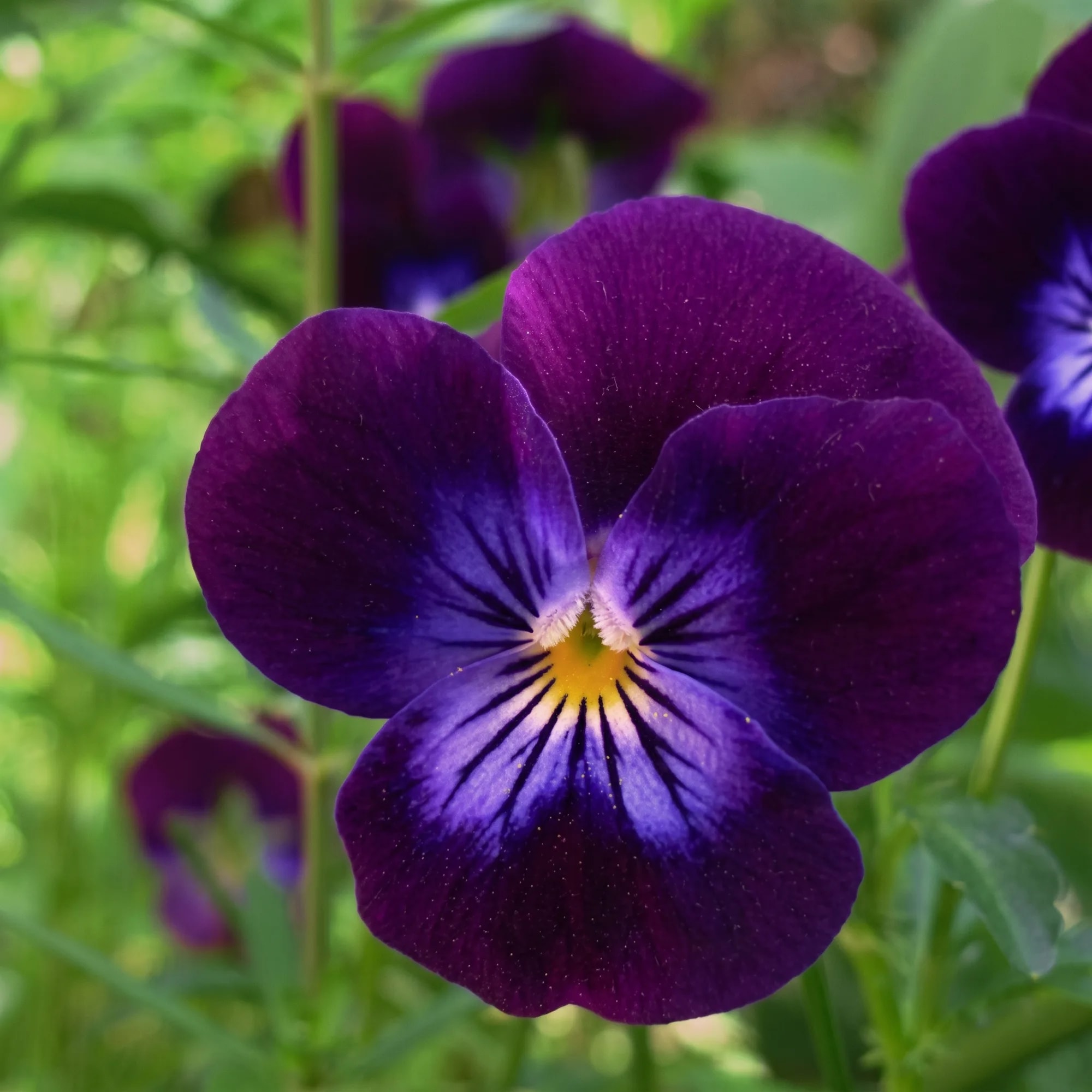 Dried Viola Flowers — deep purple viola flower in bloom (Viola tricolor), from Agromel UK