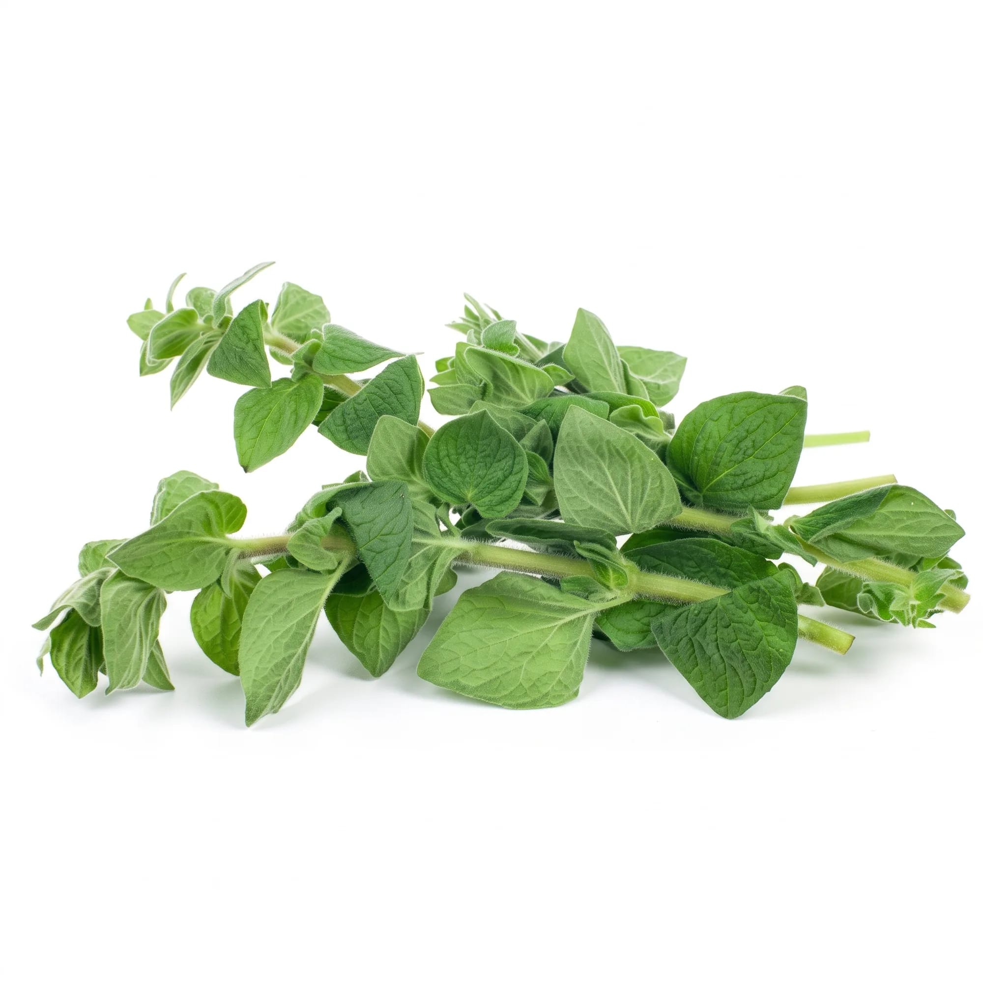 Dried Oregano — sprigs of fresh oregano (Origanum vulgare), from Agromel UK