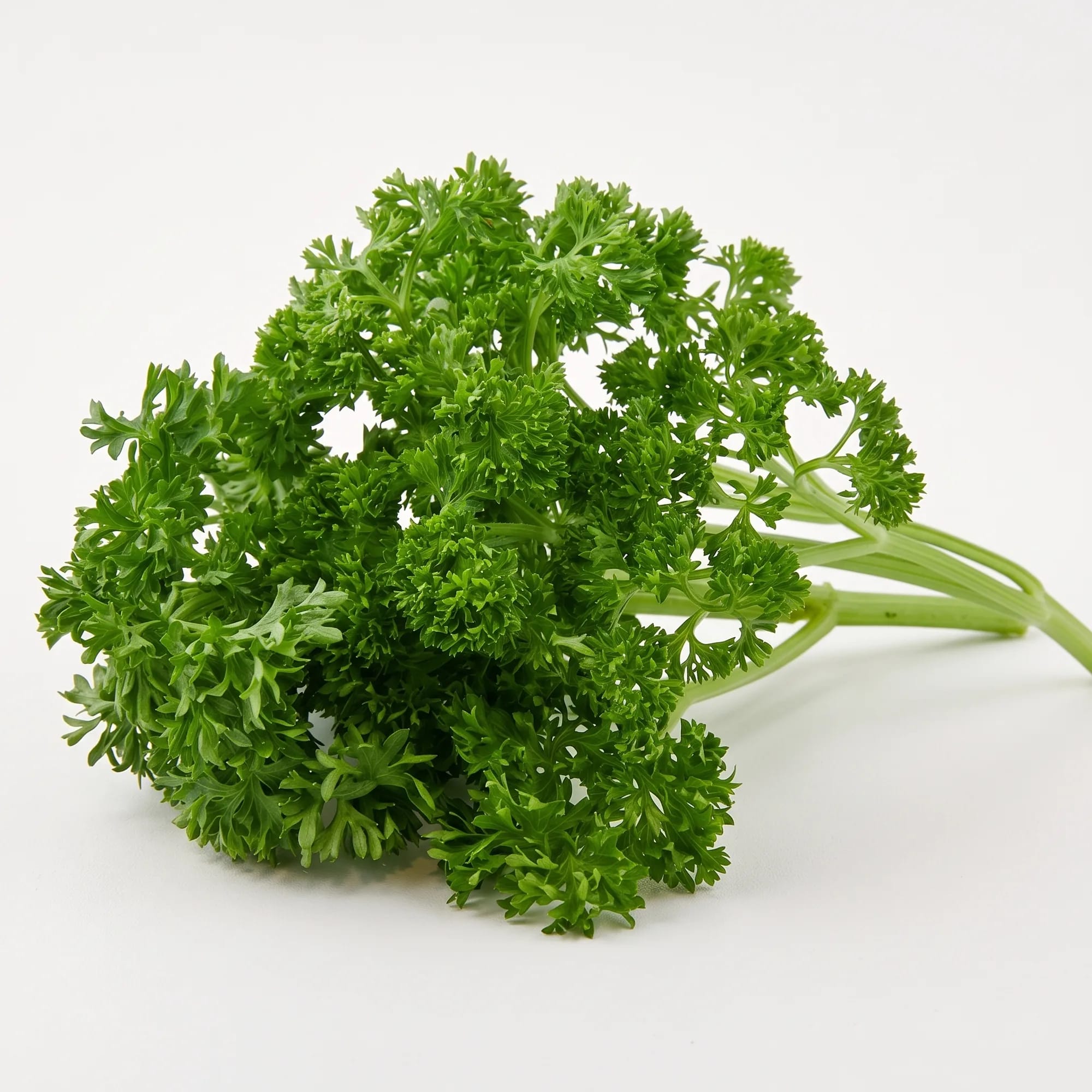Dried Parsley — bunch of fresh curly parsley (Petroselinum crispum), from Agromel UK