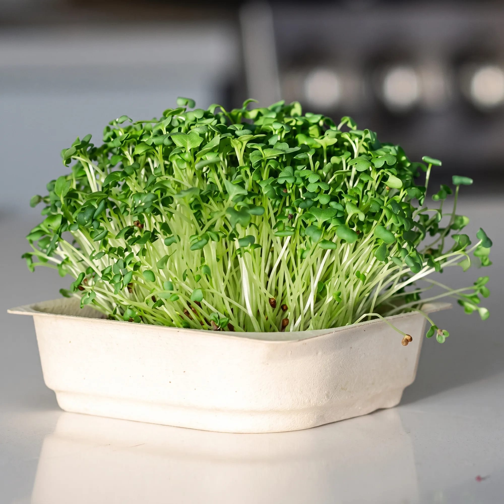 Broccoli Microgreens — broccoli microgreens in a compostable tray (Brassica oleracea var. italica), from Agromel UK