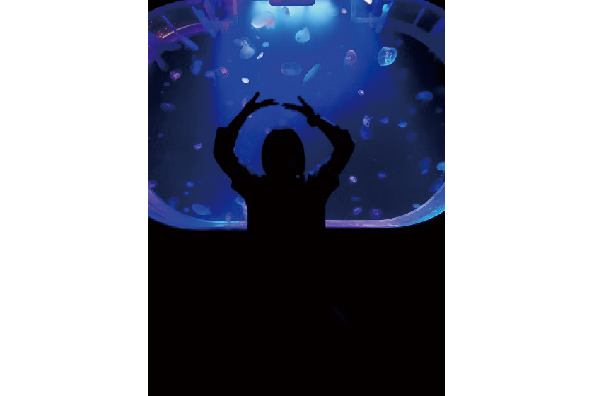 くしろ水族館 ぷくぷく-ジェリーフィッシュ