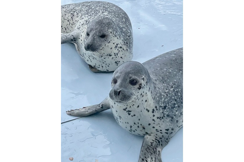 ゴマフアザラシ②