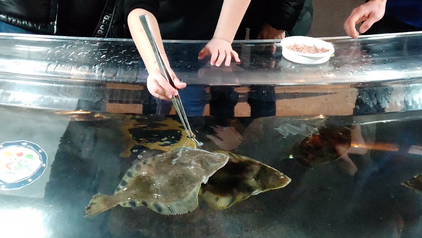 餌やり体験