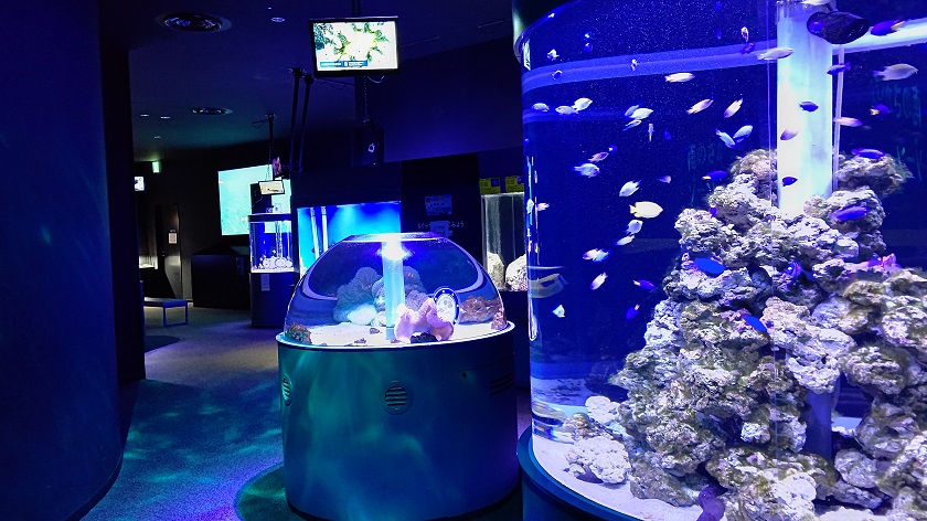 くしろ水族館 ぷくぷく-水族館内
