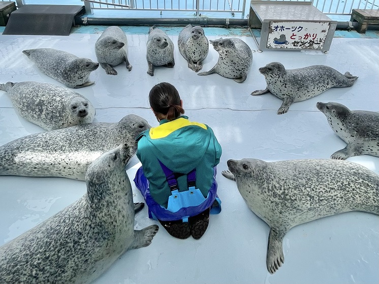 アザラシ広場①