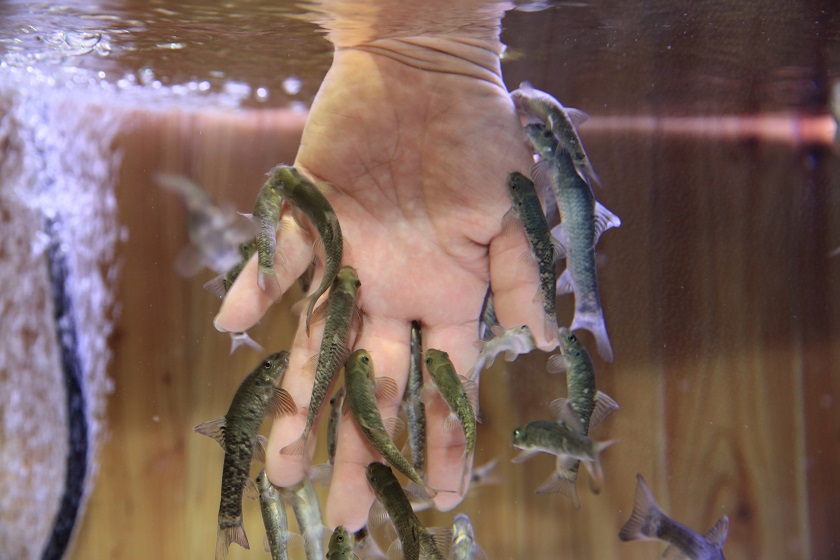 山の水族館-ガラ・ルファ