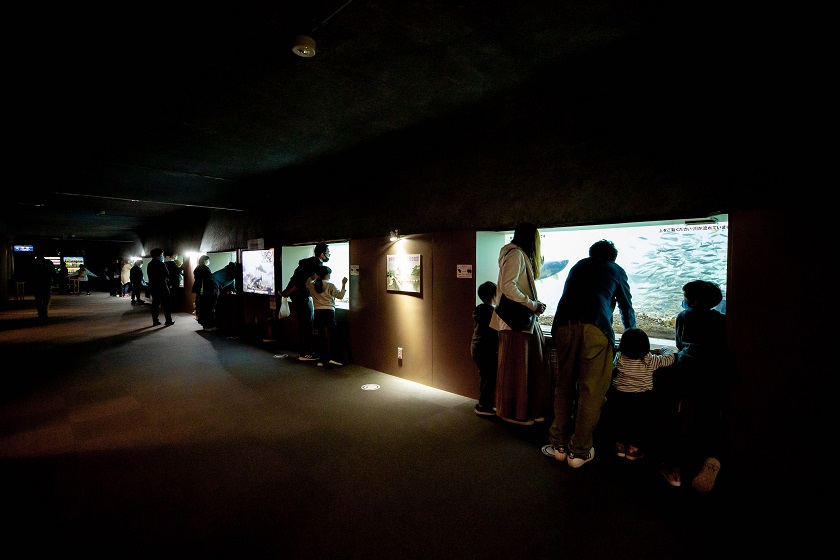 千歳水族館水中観察ゾーン