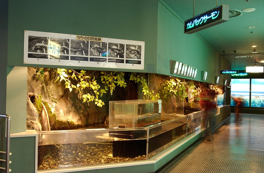 サンピアザ水族館サケ展示