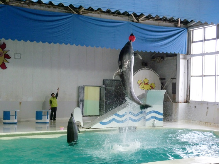 イルカショー