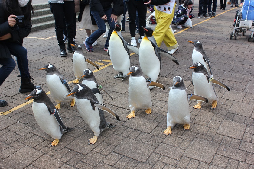 登別マリンパークニクス-ペンギン行進