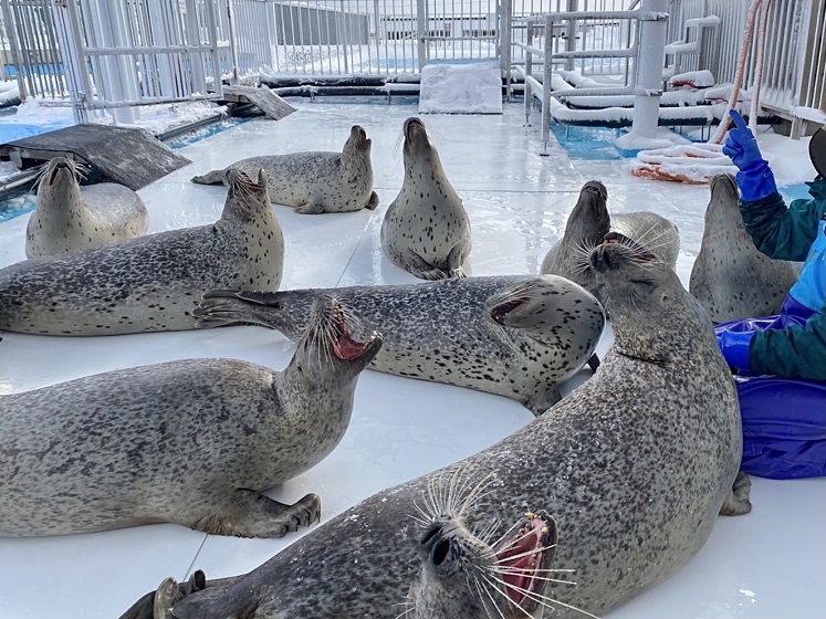 アザラシ広場②