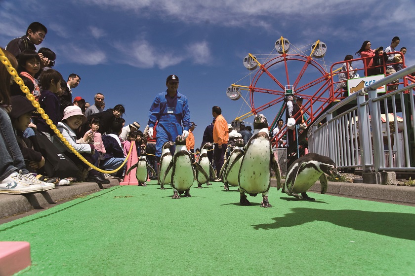 市立室蘭水族館ペンギン行進