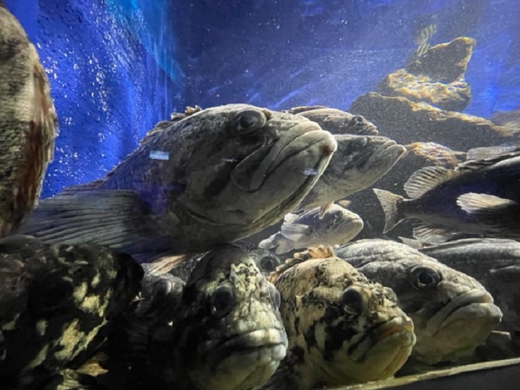 市立室蘭水族館-館内3