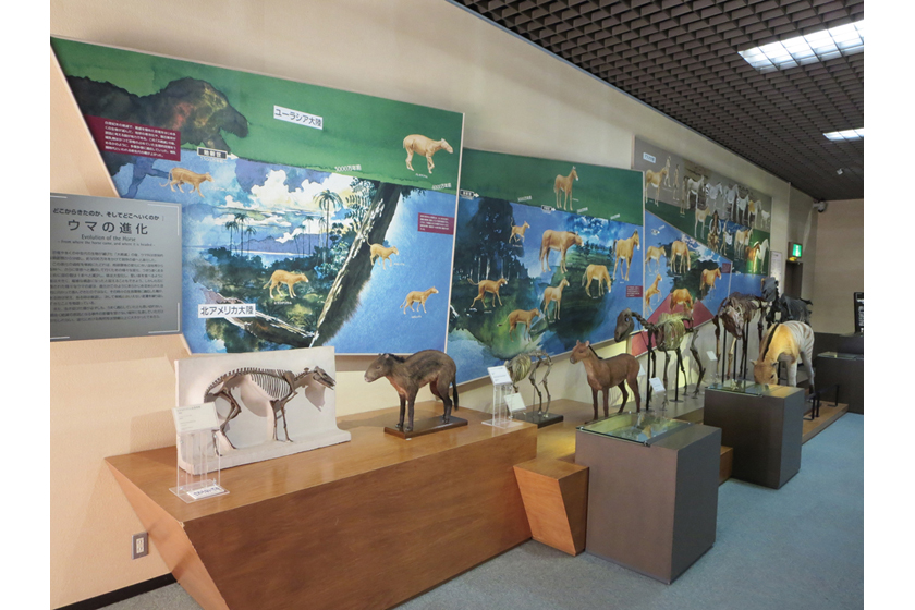 馬の博物館展示風景