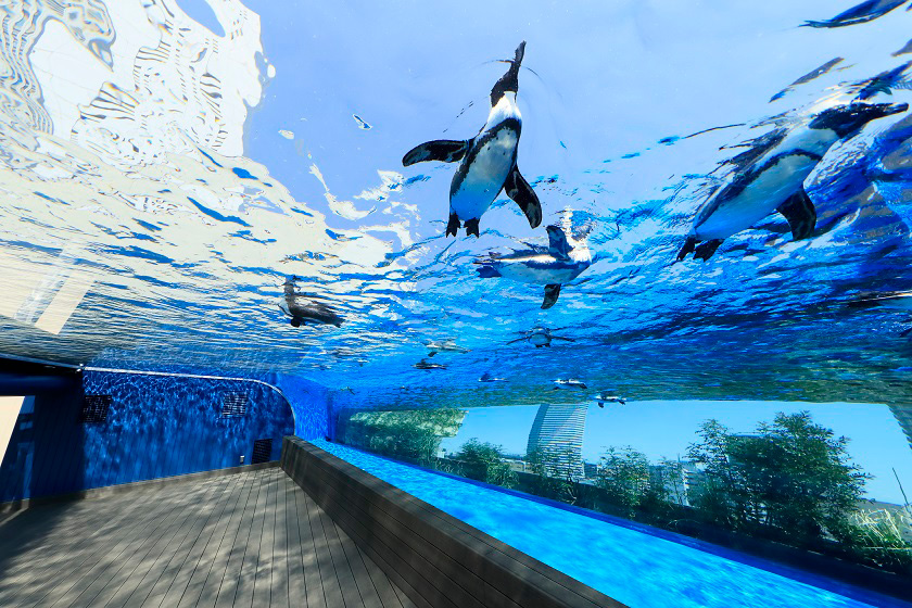 サンシャイン水族館-天空のペンギン-