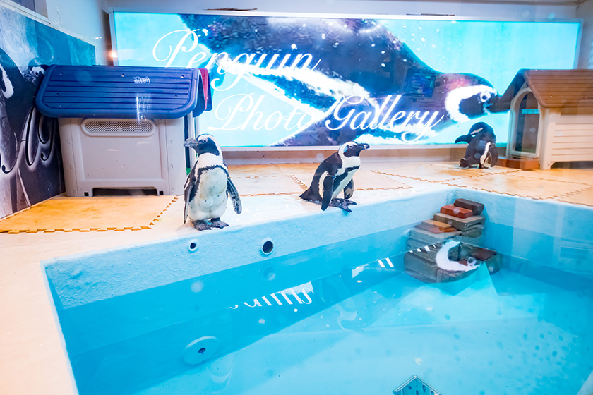 ペンギンのいるバー水槽