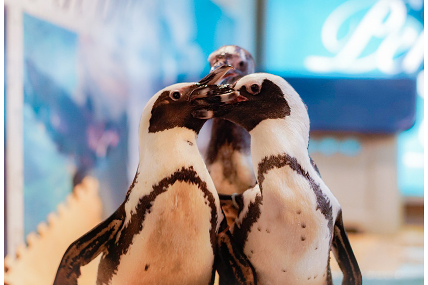 ペンギンのいるバー